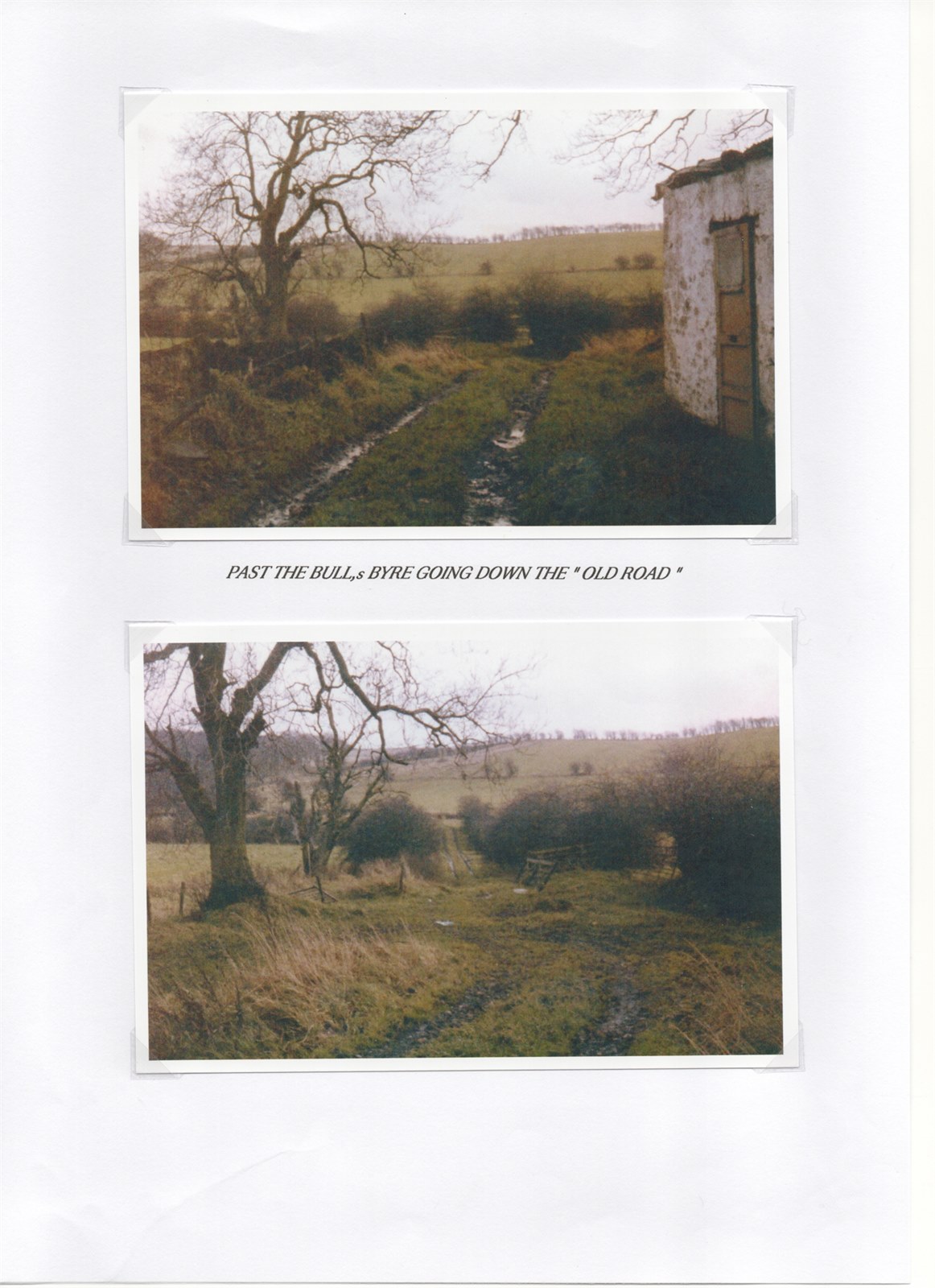Scan 29