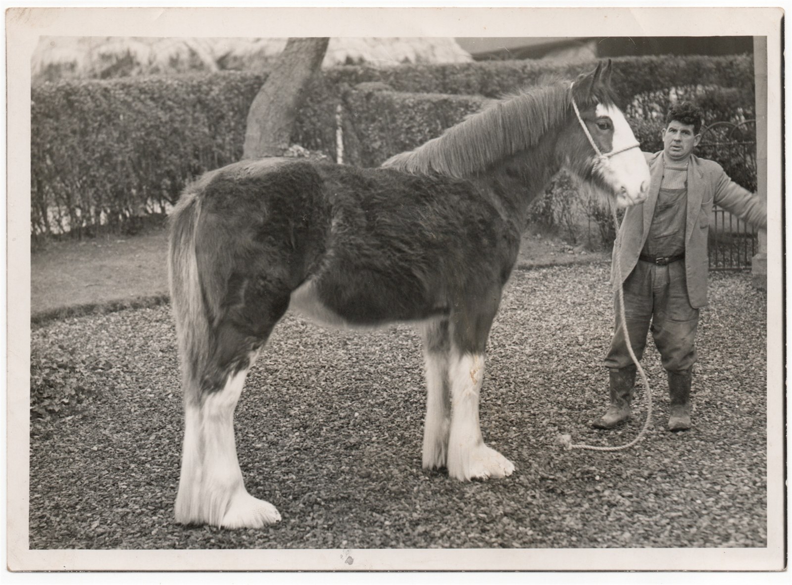 Windlaw Adeline 2 yr old