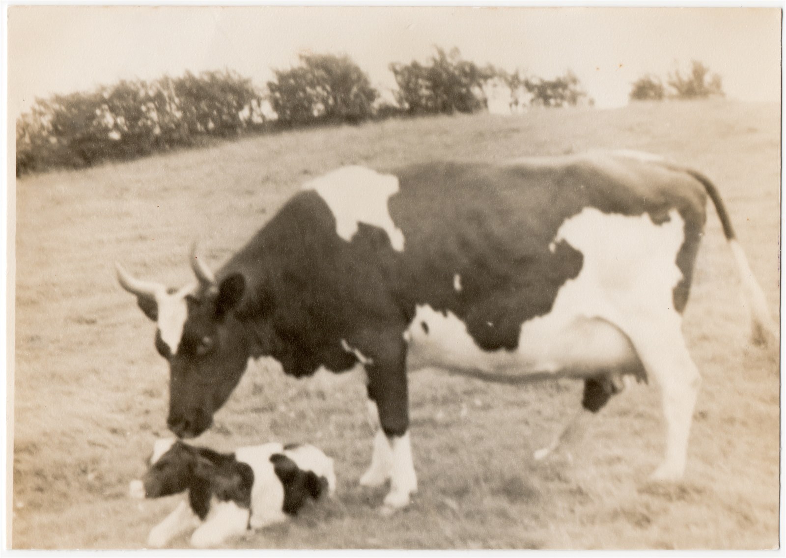 Cow and calf, Windlaw - taken by Mrs Clark