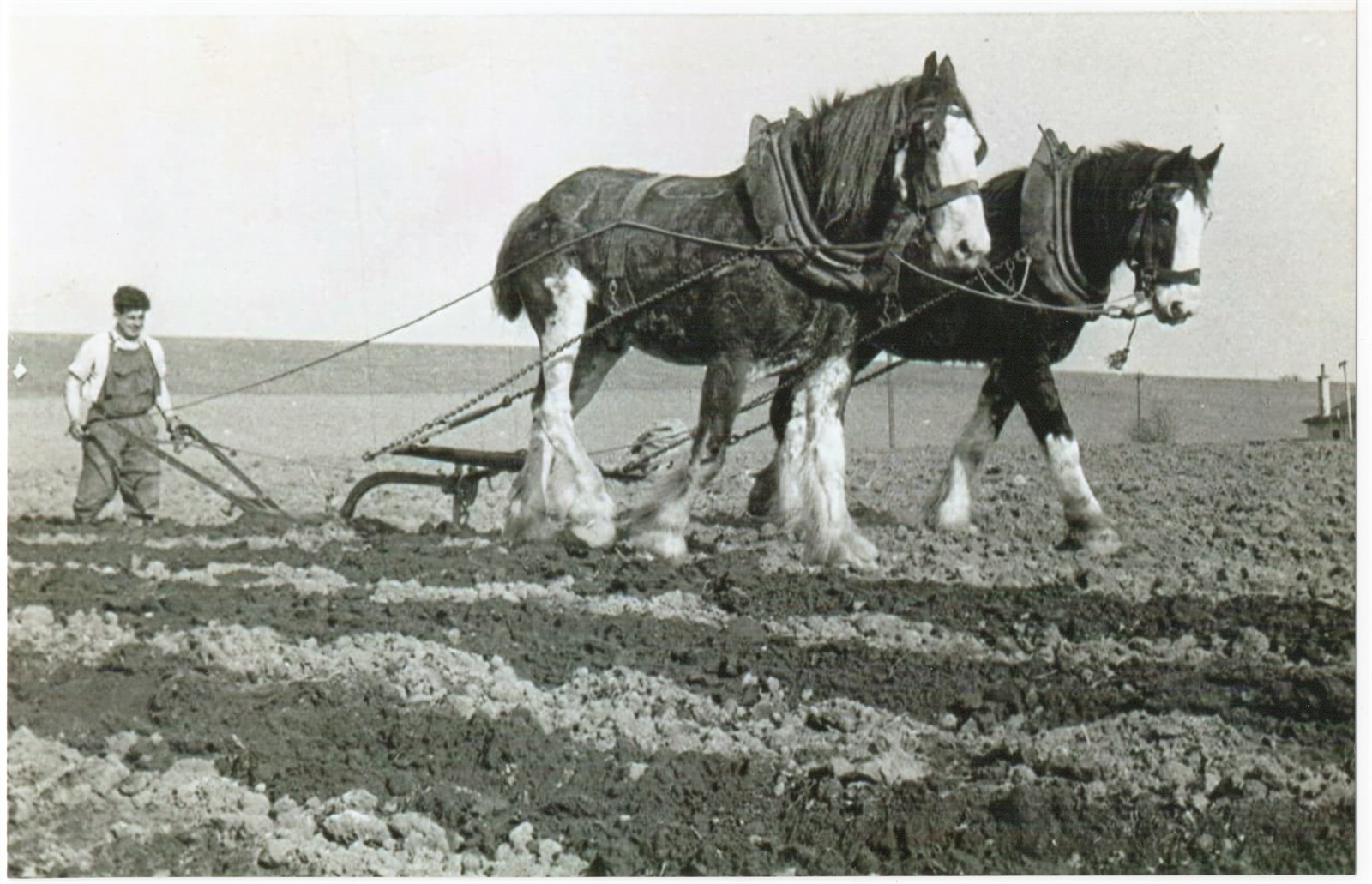 Sanny Mercer ploughing at Windlaw